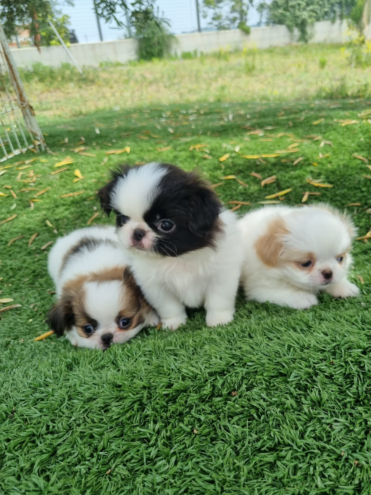 Shih-tzu pisciotta allevamenti